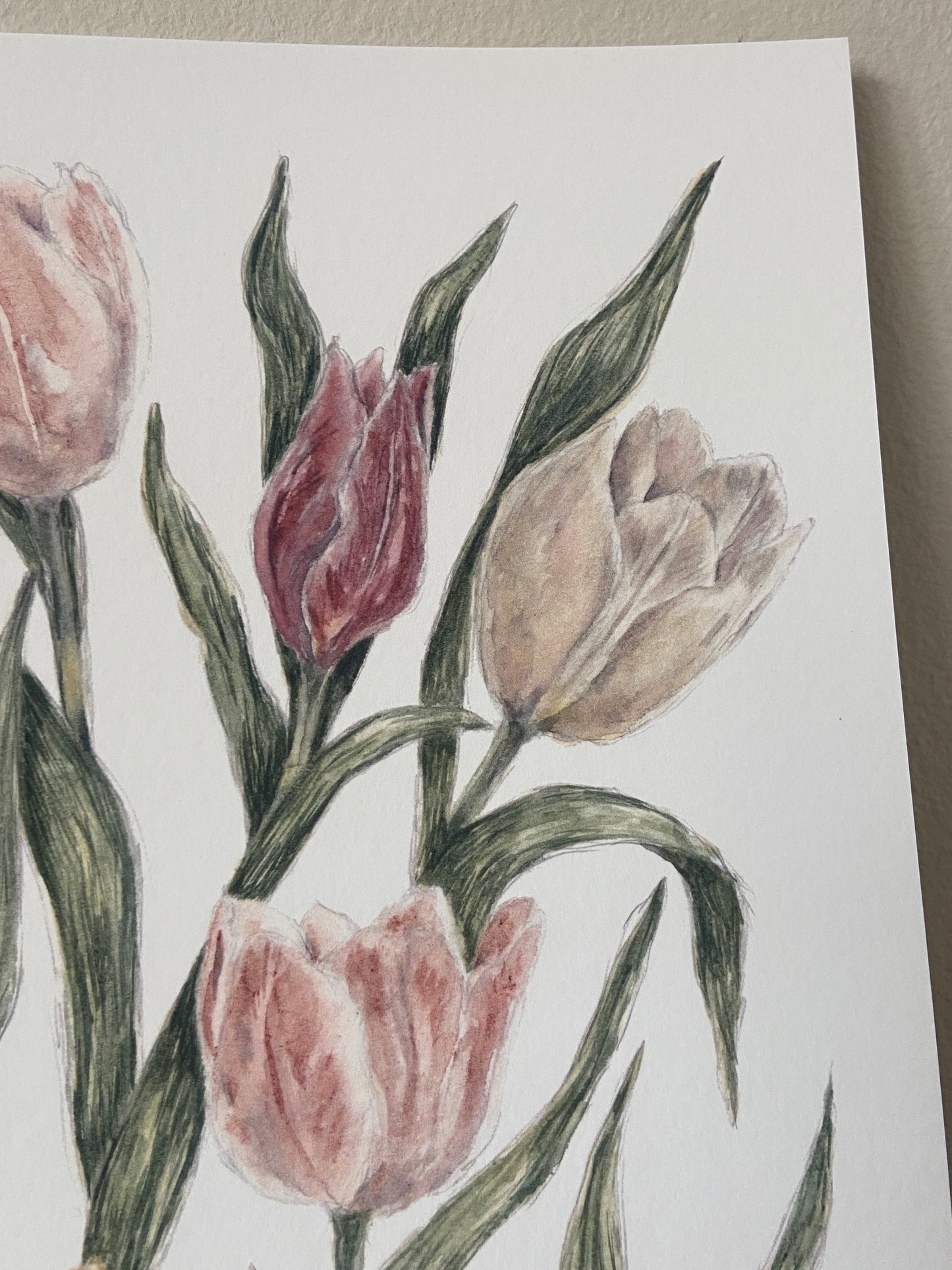 Tulips