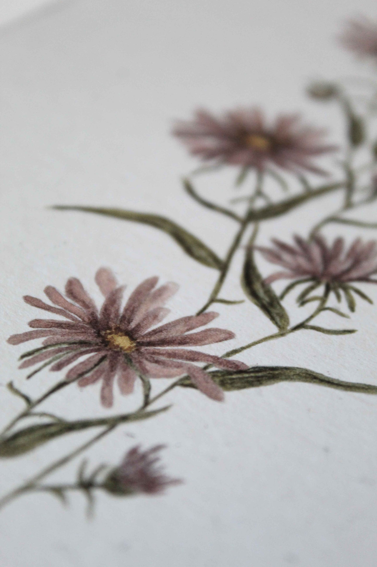 Aster greeting card - September birth flower