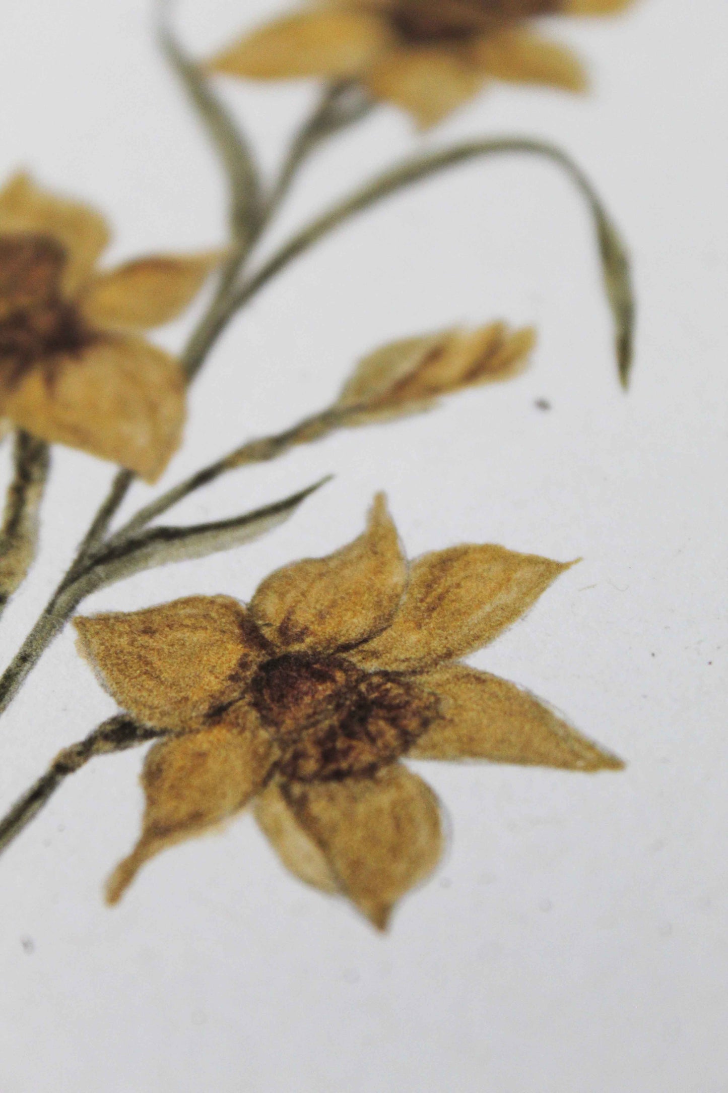 Daffodil greeting card - March birth flower