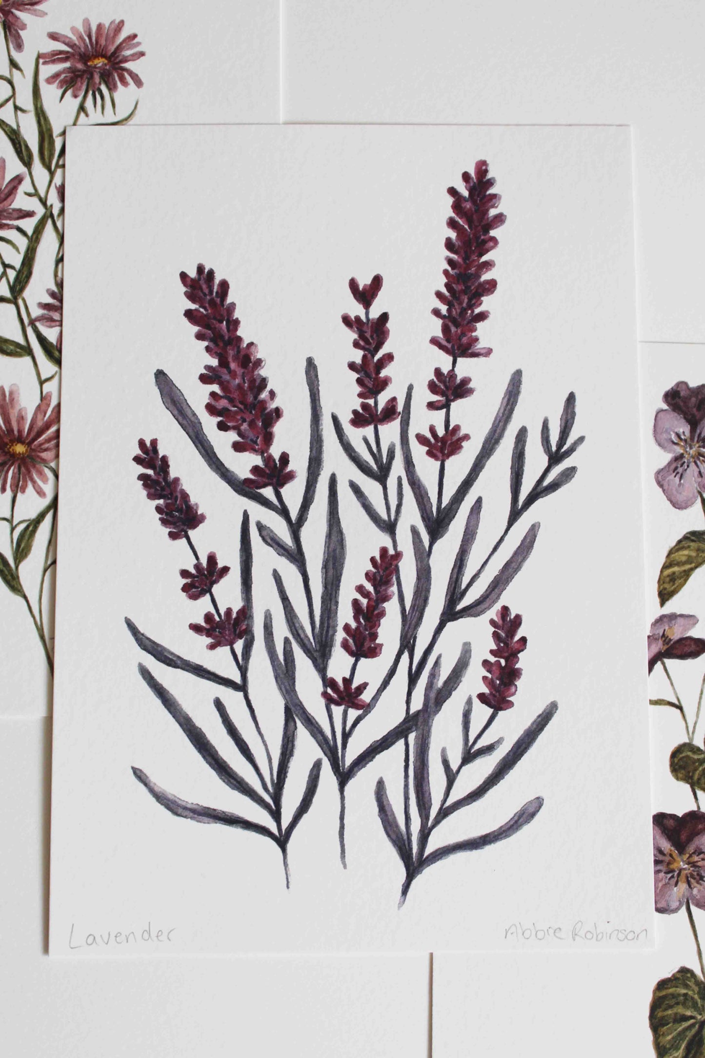 lavender