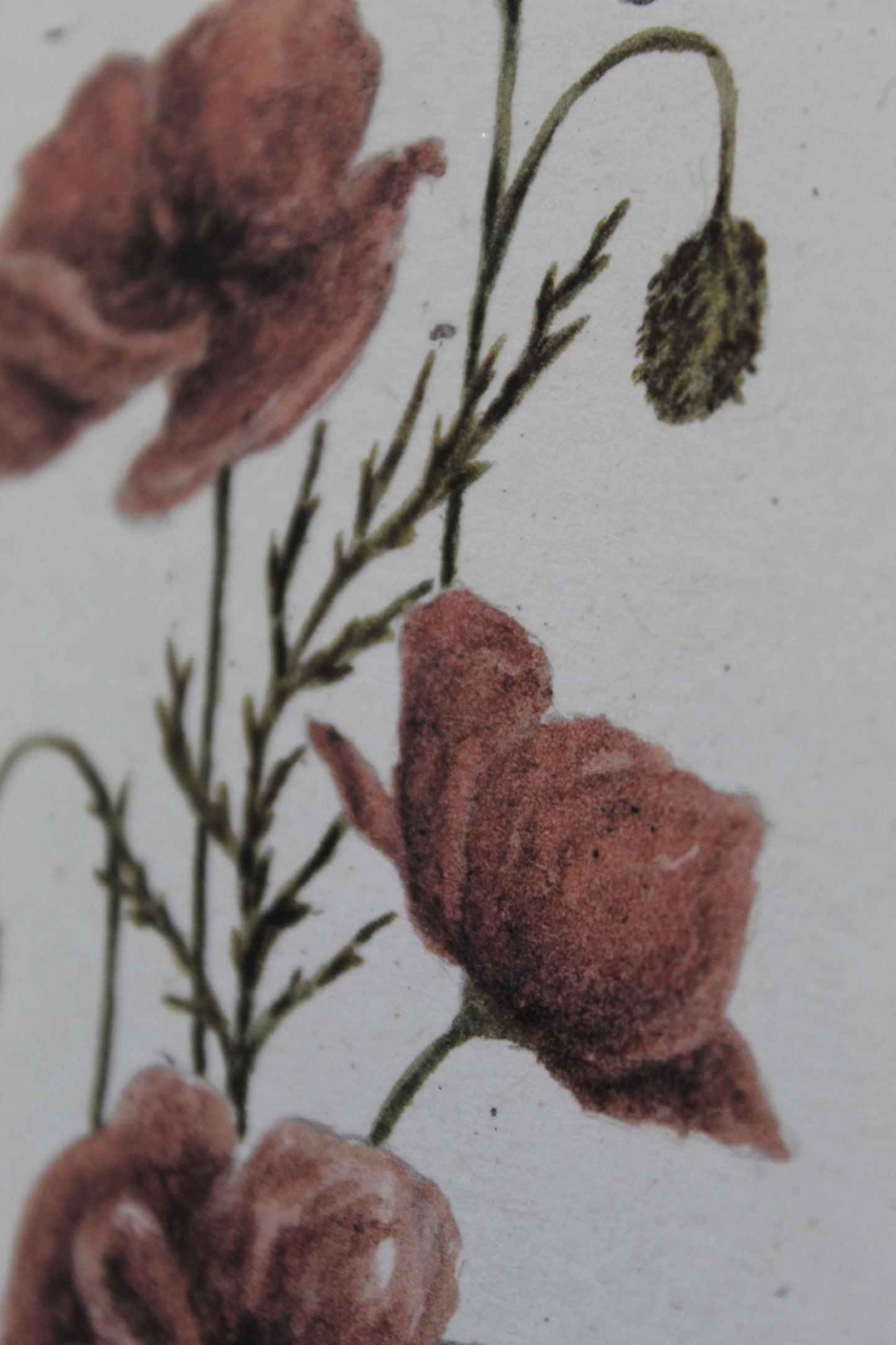 Poppy greeting card - August birth flower