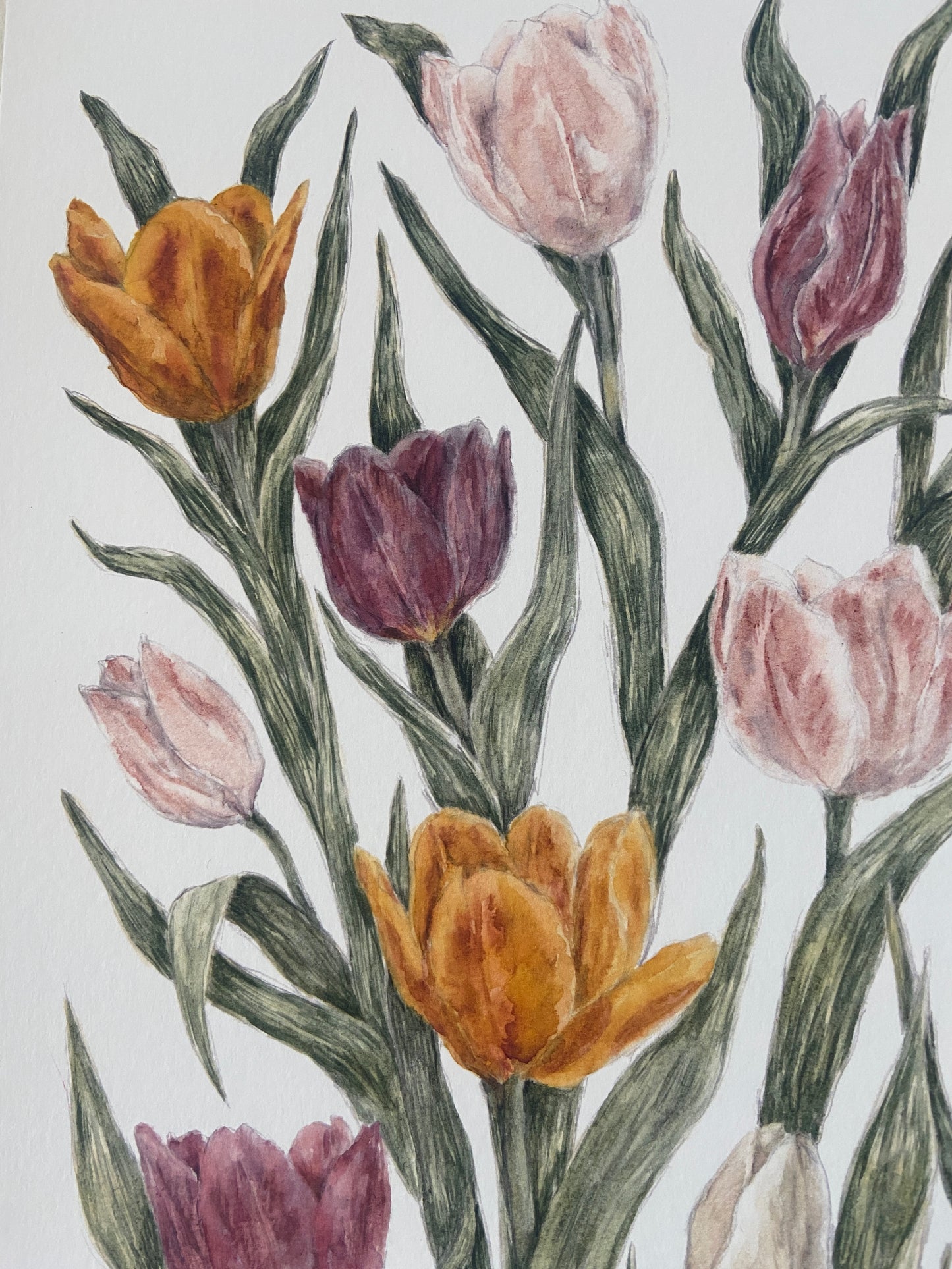 Tulips