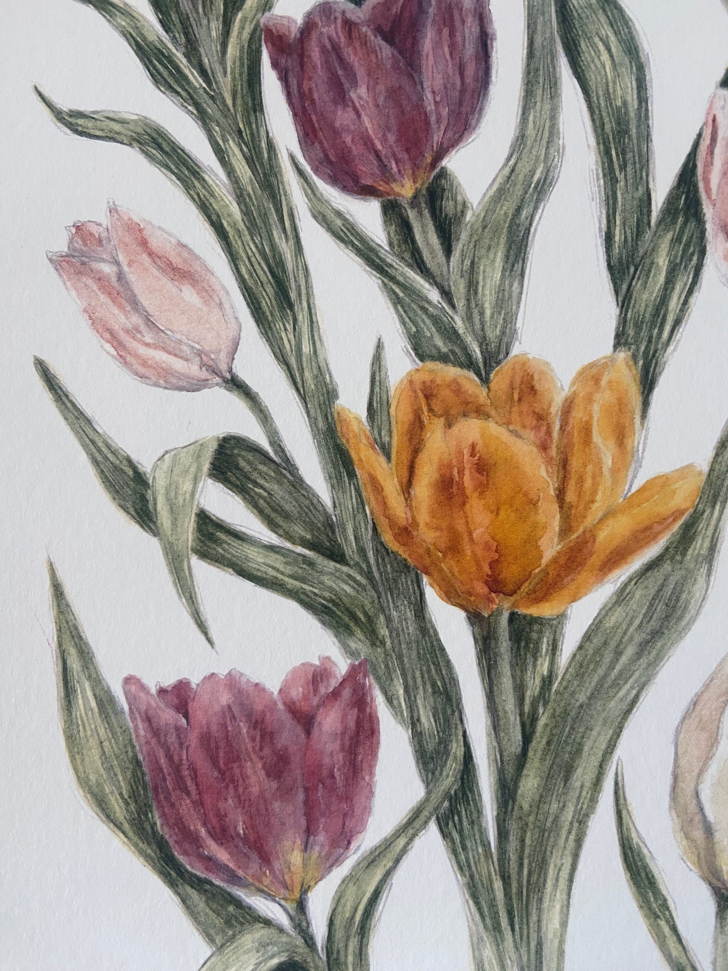 Tulips