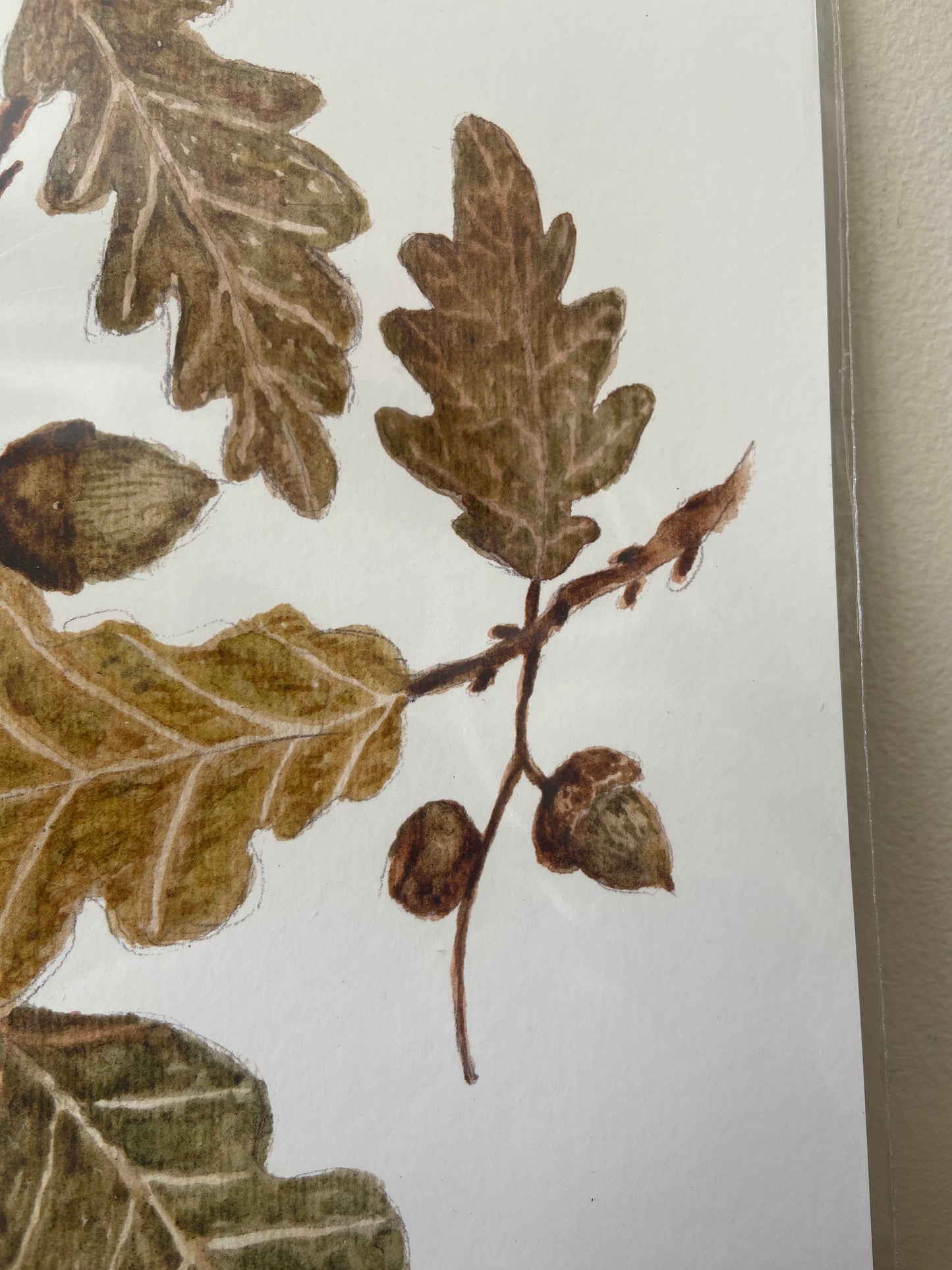 Oak