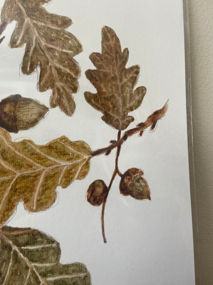 Oak