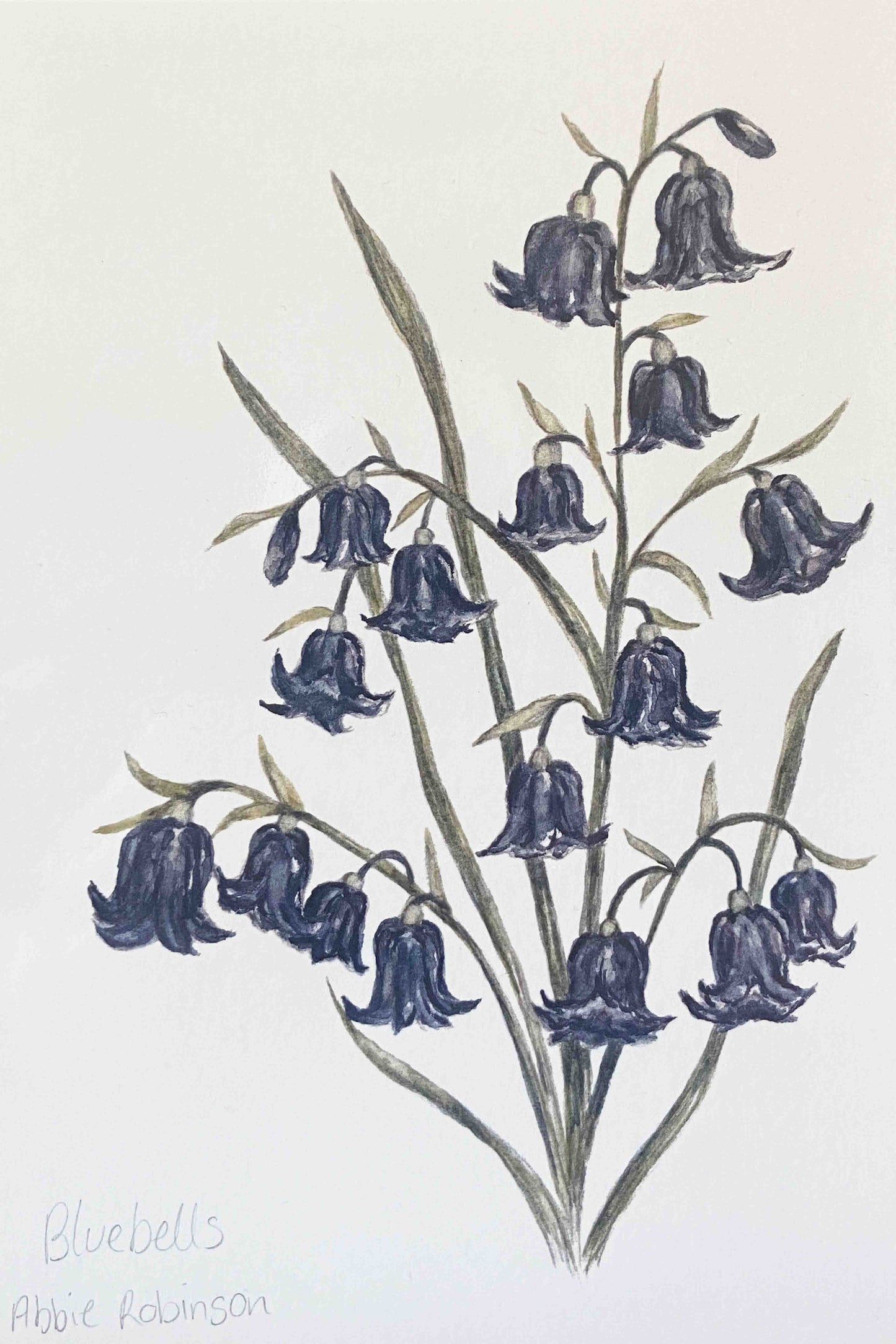 Blue bells