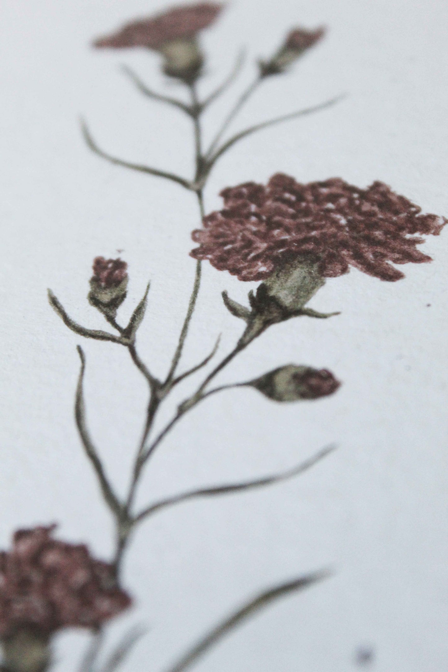 Carnation greeting card -January birth flower