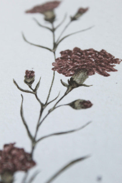 Carnation greeting card -January birth flower