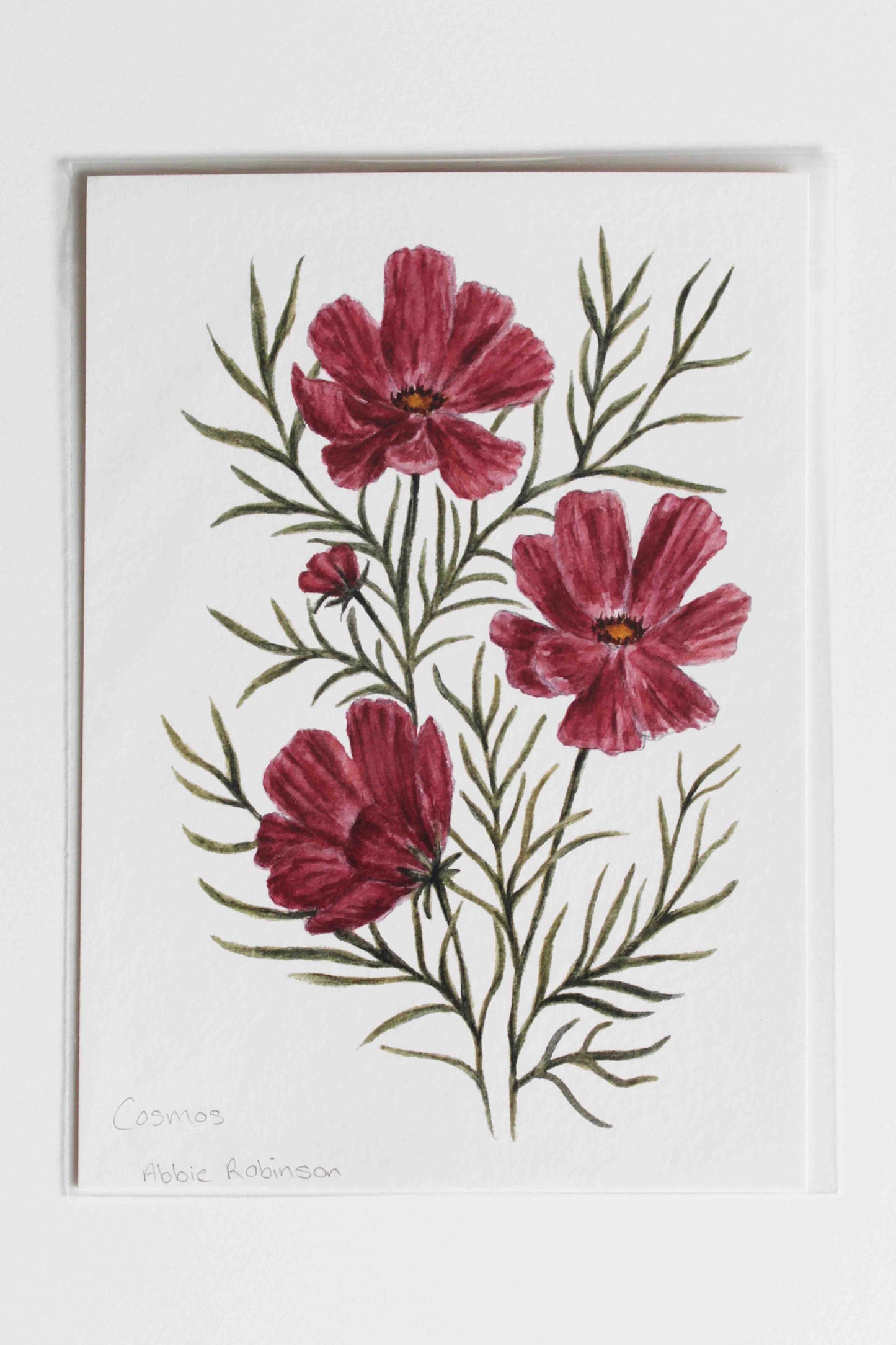 Pink cosmos