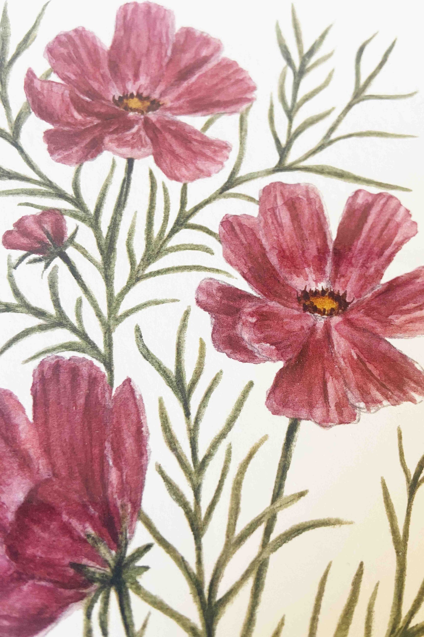 Pink cosmos