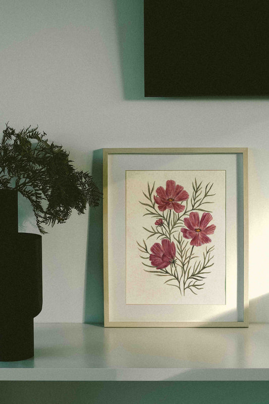 Pink cosmos