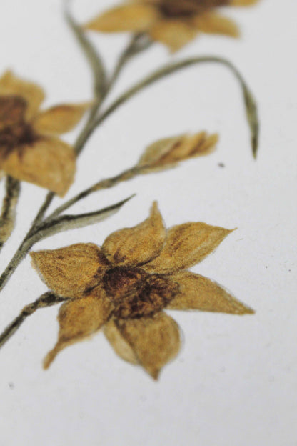 Daffodil greeting card - March birth flower