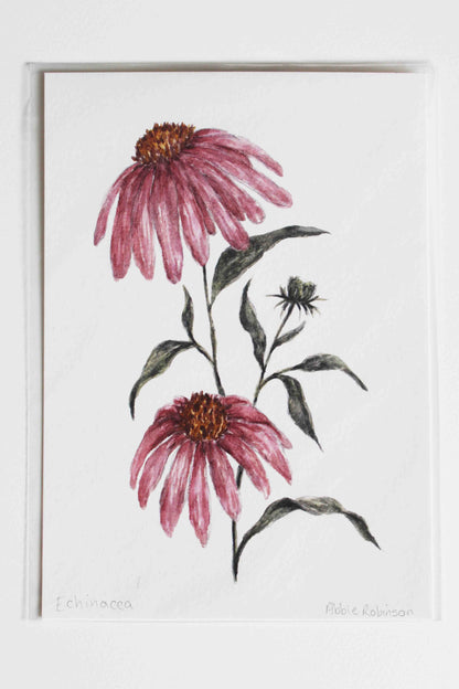 Echinacea