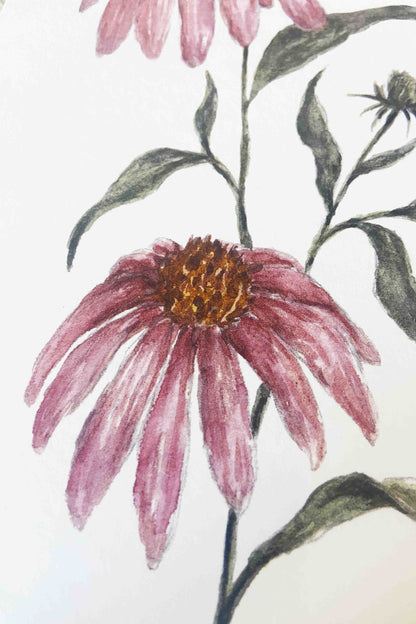 Echinacea