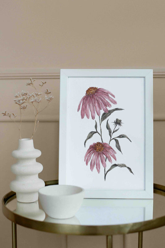 Echinacea