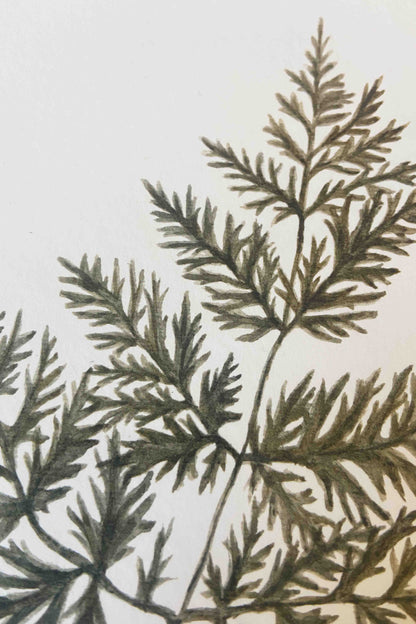 Fern