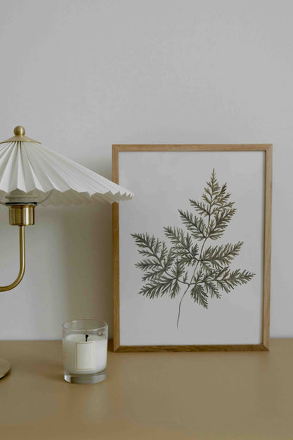Fern