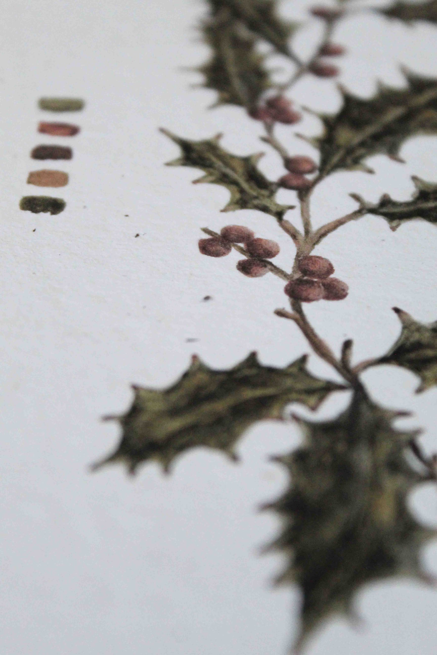 Holly greeting card - December birth flower