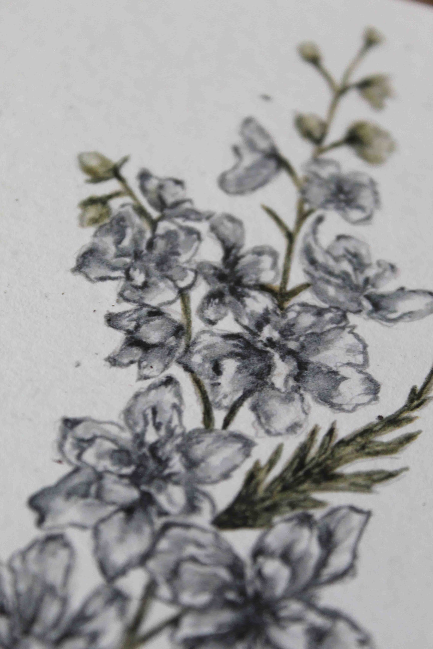 Larkspur greeting card -July birth flower