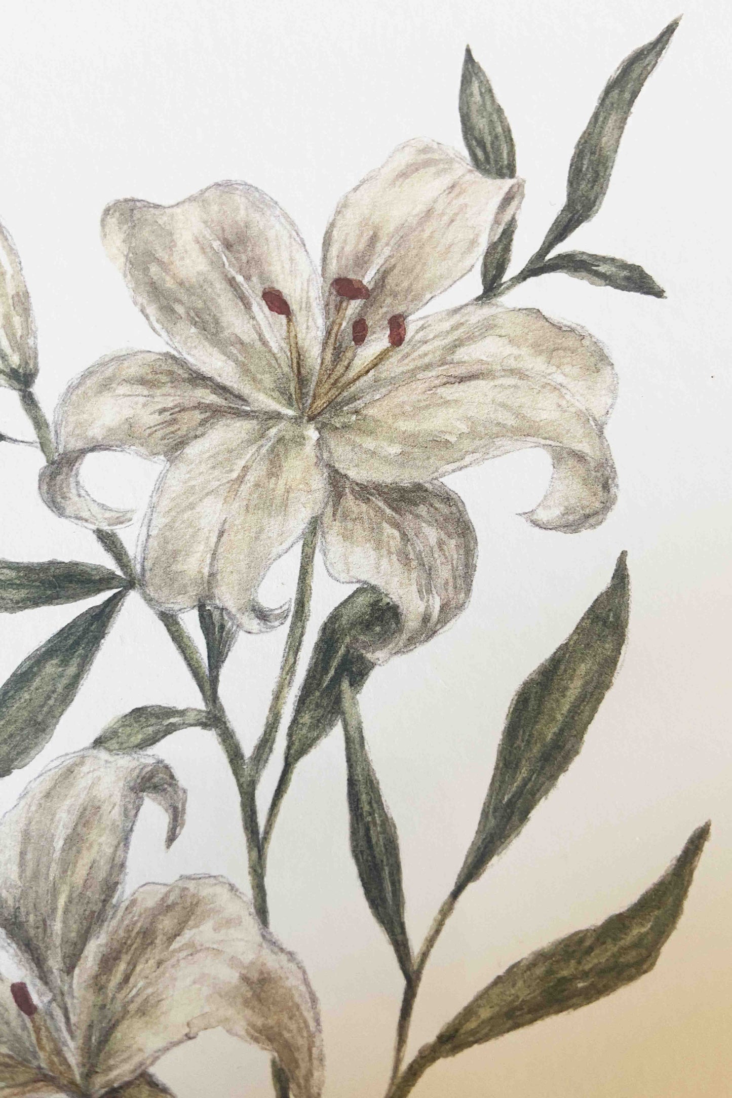White lilies