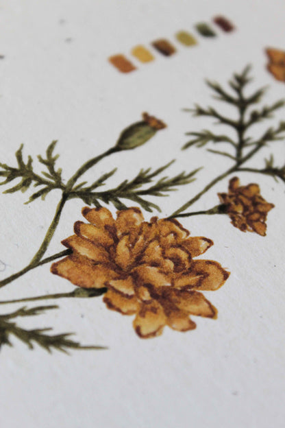 Marigold greeting card -October birth flower