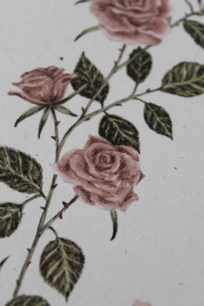 Rose greeting card - June birth flower